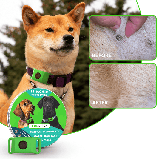 flea collar for dogs