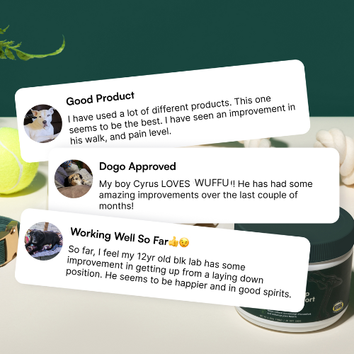 "Protect your dog's joints and hips naturally with Wuffu's New Zealand Green-Lipped Mussel"