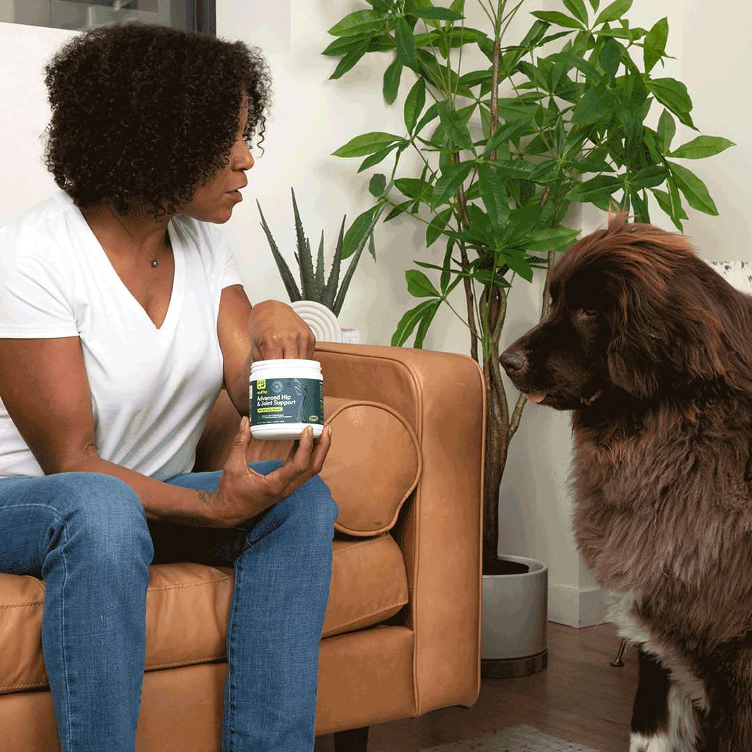 "Protect your dog's joints and hips naturally with Wuffu's New Zealand Green-Lipped Mussel"